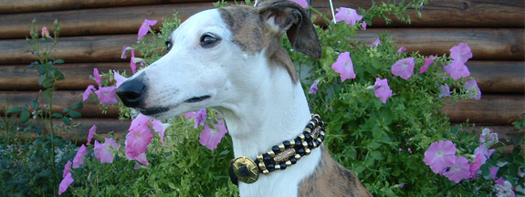 Martingale dog collar on greyhound dog from Royal Image Collars